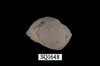 藏品(紫口珊瑚螺)的圖片